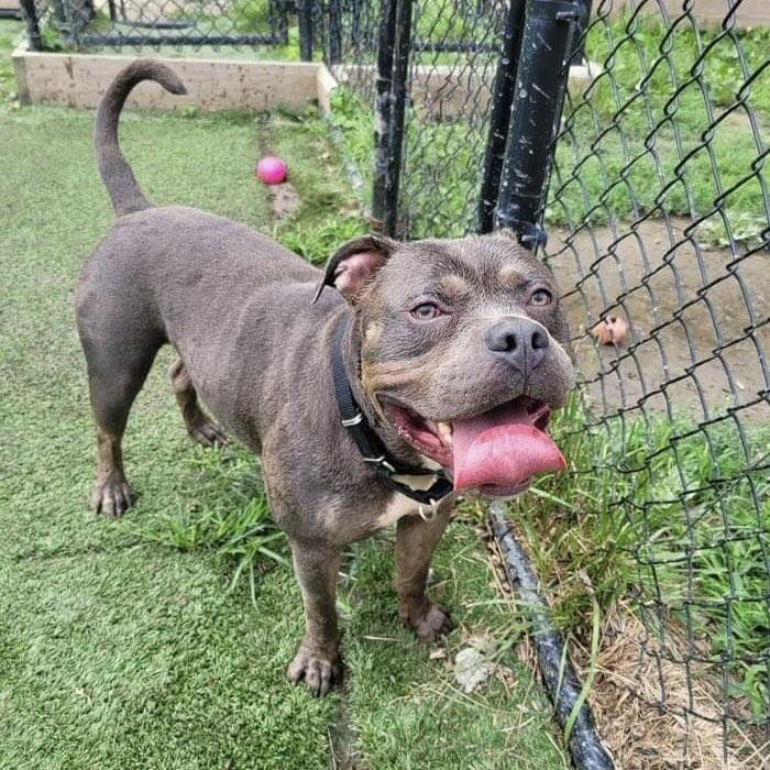 Enlarge Phineas, a Adoptable mixed breed in Long Island City, NY image 4/5