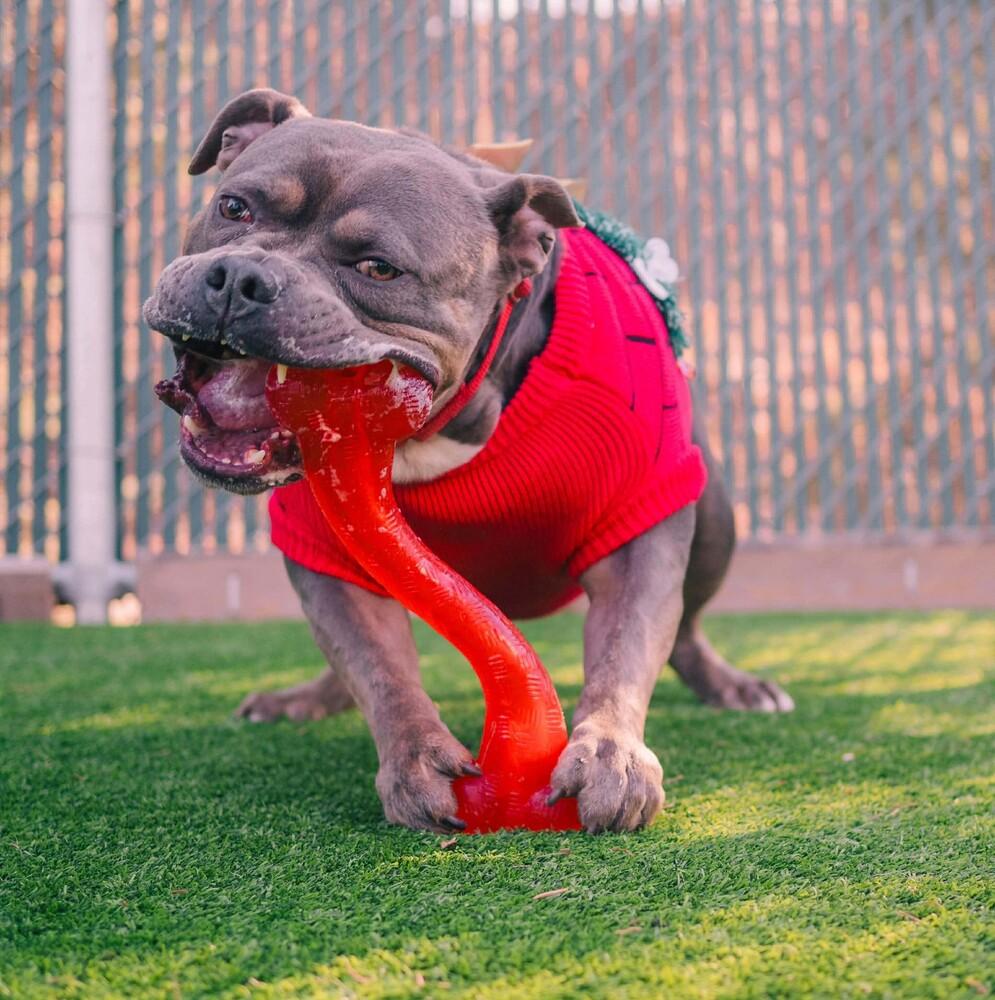 Enlarge Phineas, a Adoptable mixed breed in Long Island City, NY image 5/6