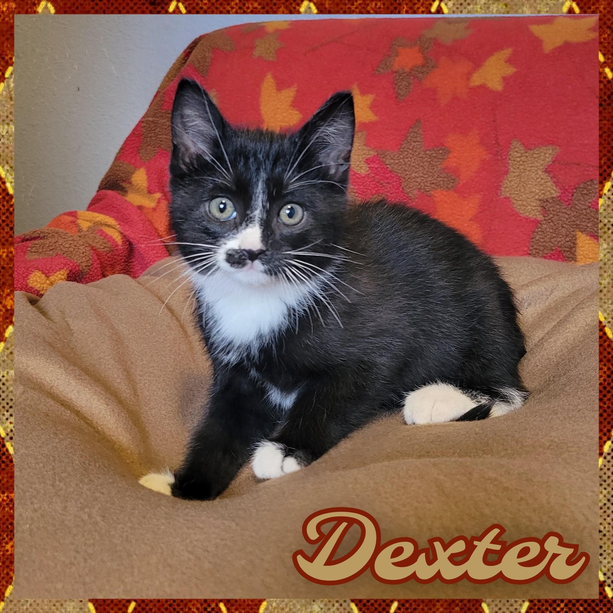 Enlarge Dexter, a ADOPTABLE Domestic Short Hair in Daingerfield, TX image 1/1