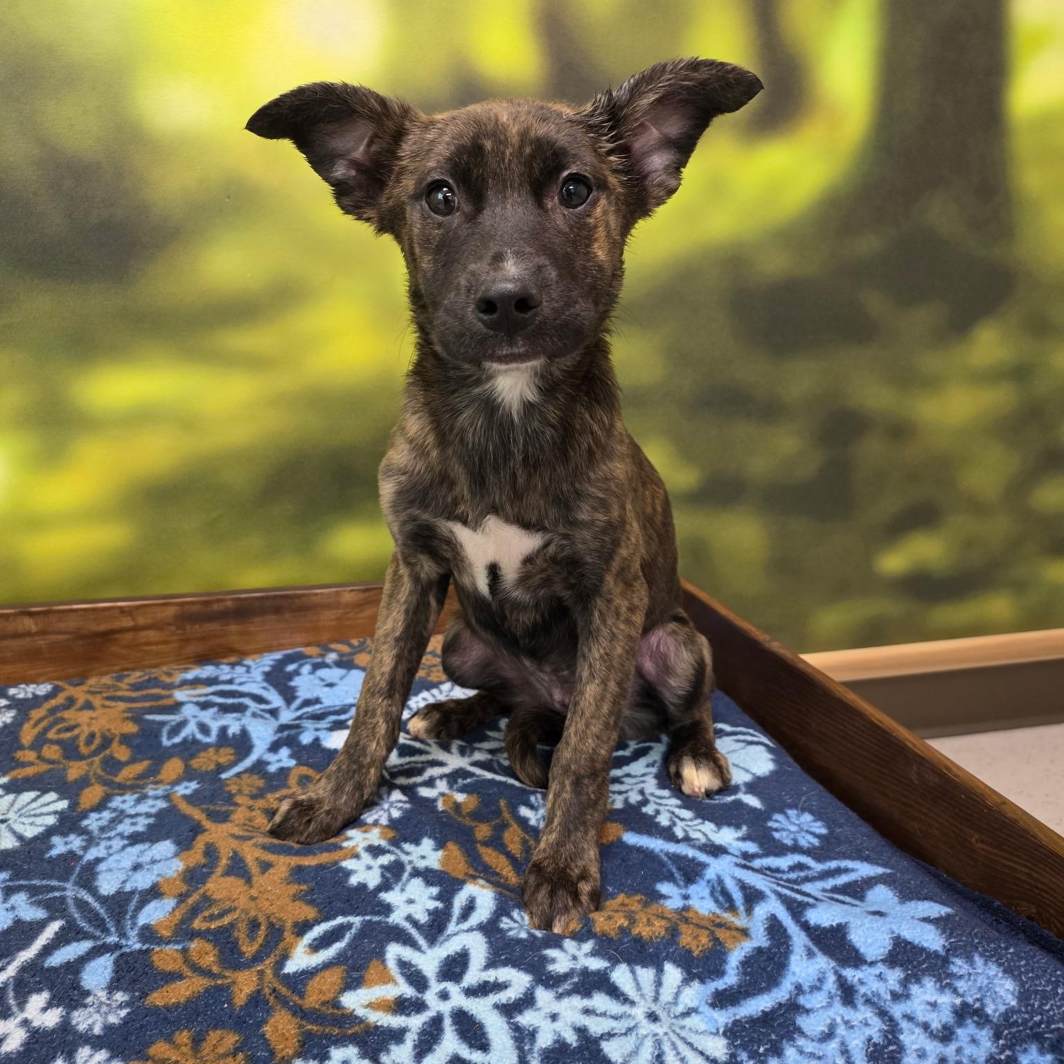 Enlarge Bianca, an adopted mixed breed in Cumberland, RI image 2/4