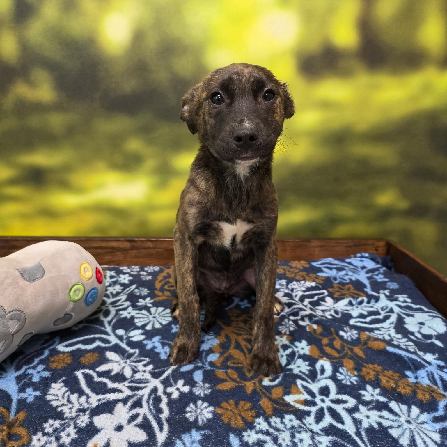 Enlarge Bianca, an adopted mixed breed in Cumberland, RI image 3/4