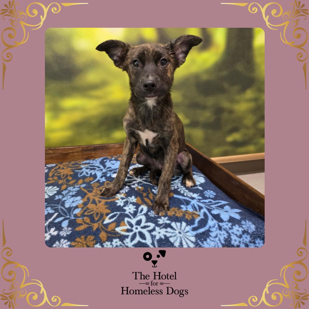 Bianca, adopted, Puppy Female Shepherd & Terrier.