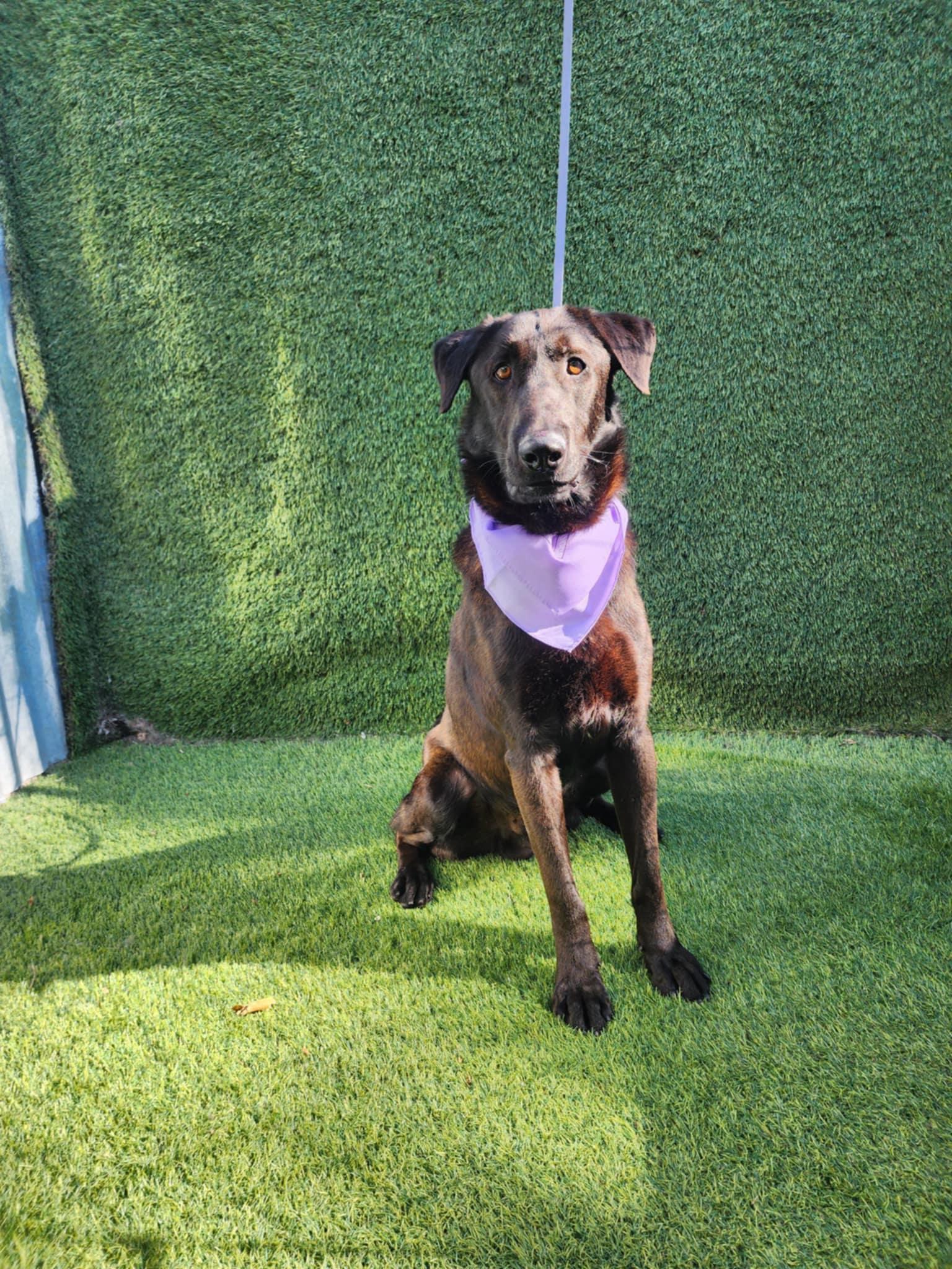 Shadow — thumbnail 3