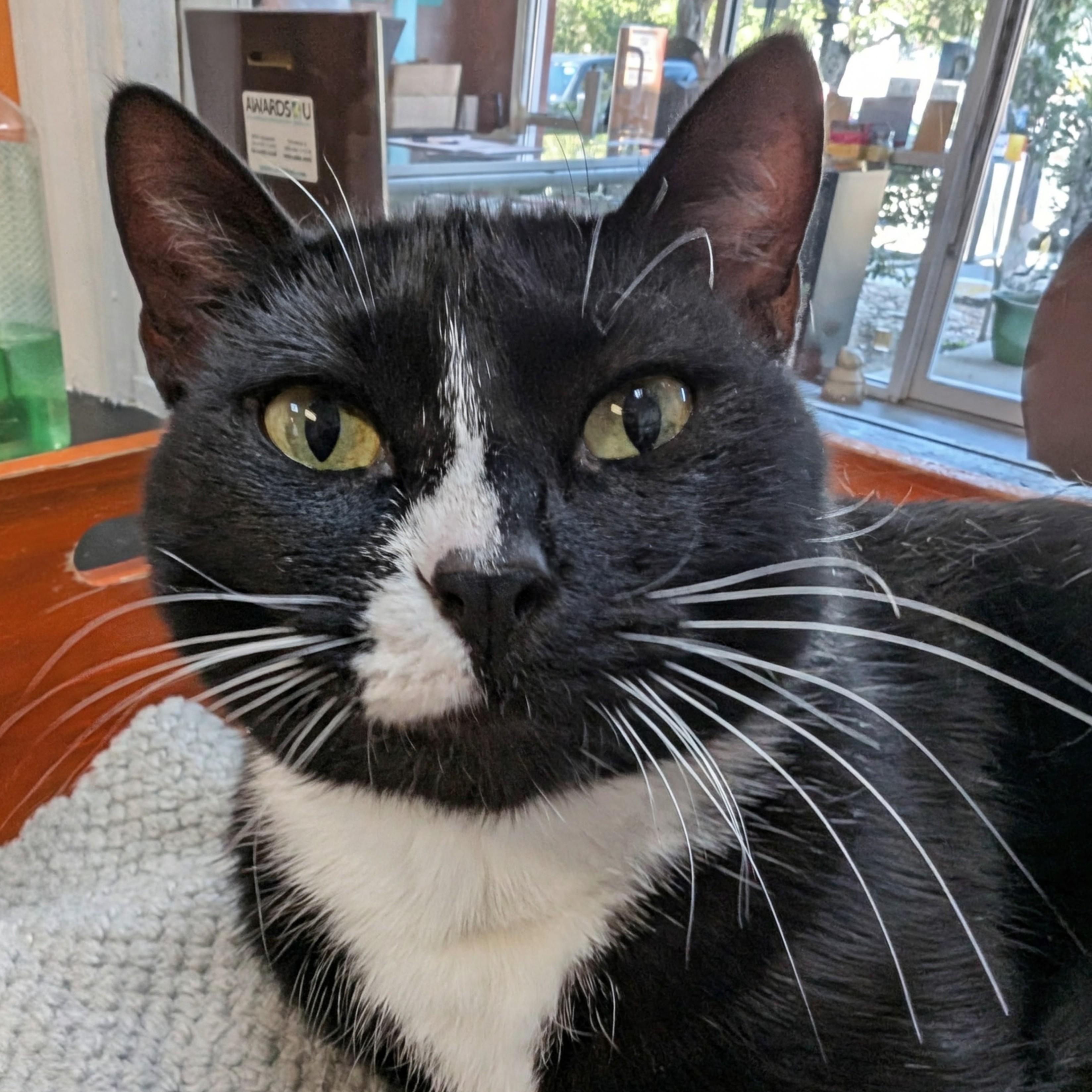 Wendy @ Fat Cat Cafe, ADOPTABLE, Kitten Female Domestic Short Hair.