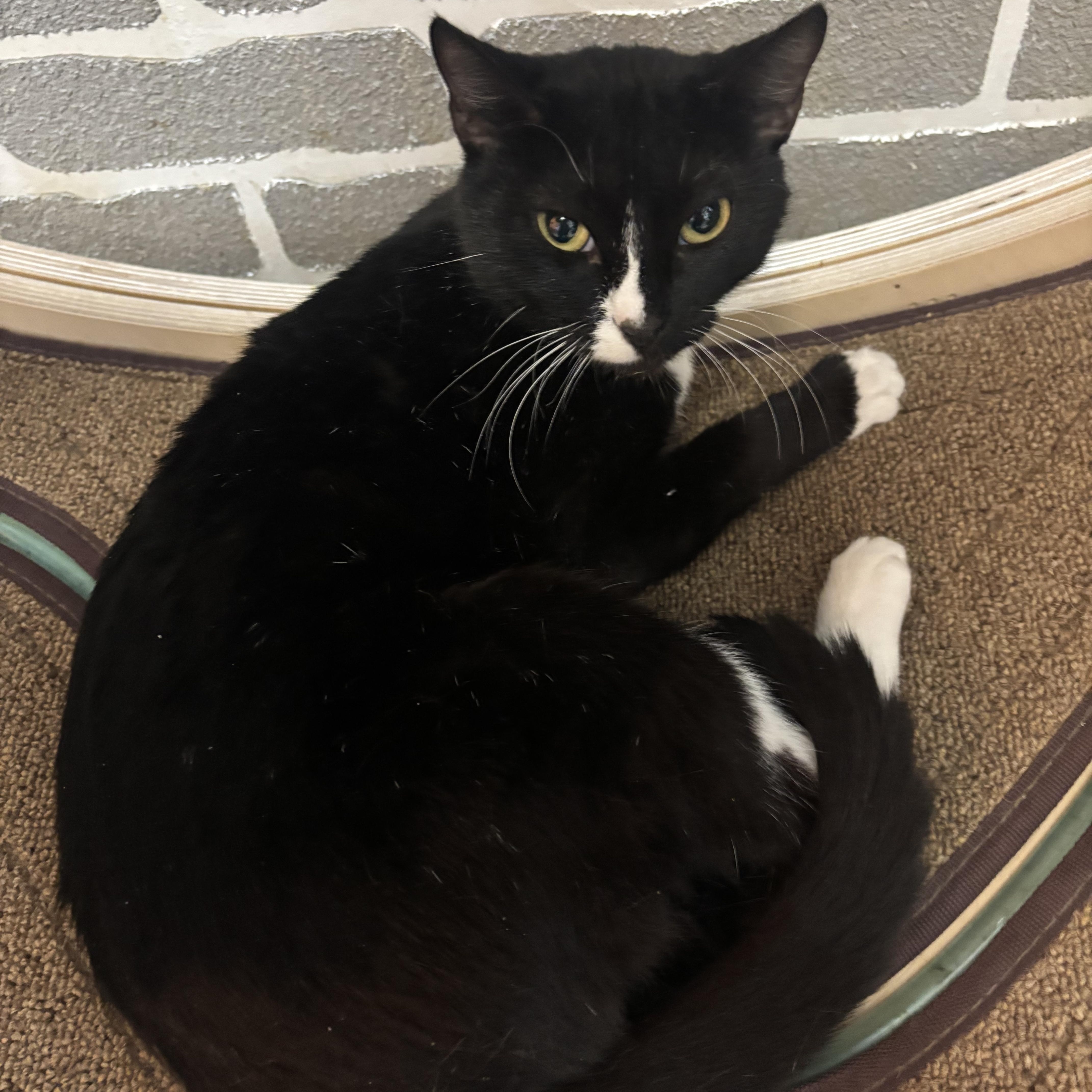 Wendy @ Fat Cat Cafe, ADOPTABLE, Kitten Female Domestic Short Hair.