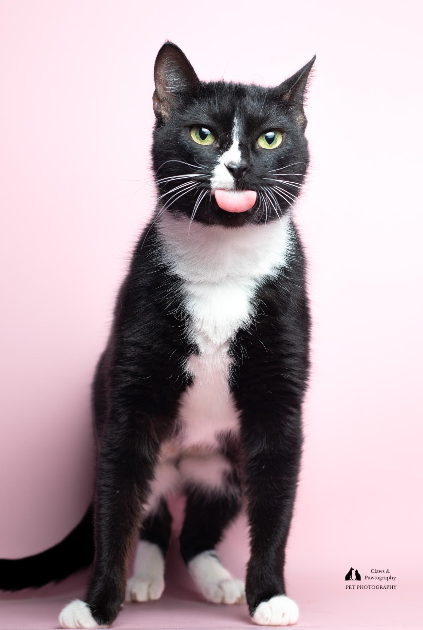 Enlarge Wendy @ Fat Cat Cafe, a ADOPTABLE mixed breed in Tallahassee, FL image 2/6