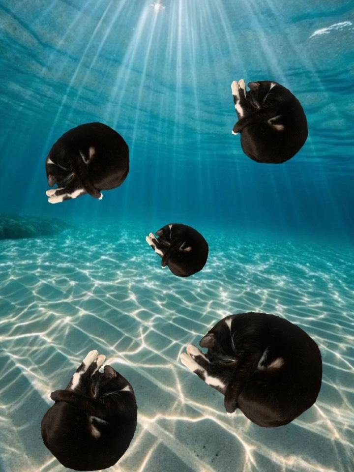 Enlarge Wendy @ Fat Cat Cafe, a ADOPTABLE mixed breed in Tallahassee, FL image 6/6