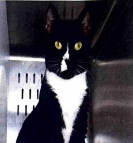 Wendy @ Fat Cat Cafe, ADOPTABLE, Kitten Female Domestic Short Hair.