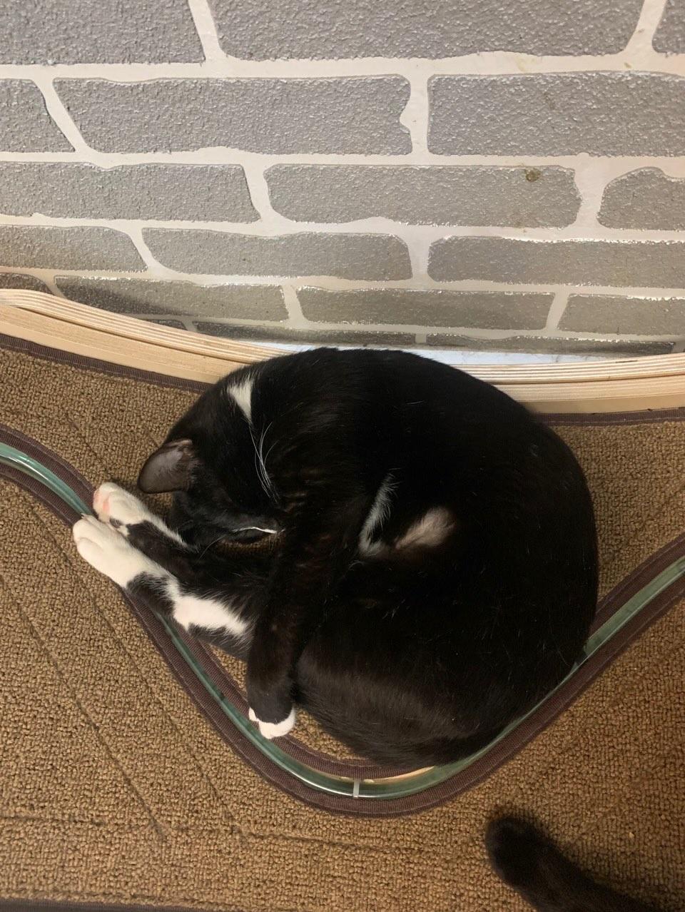 Enlarge Wendy @ Fat Cat Cafe, a ADOPTABLE mixed breed in Tallahassee, FL image 5/6