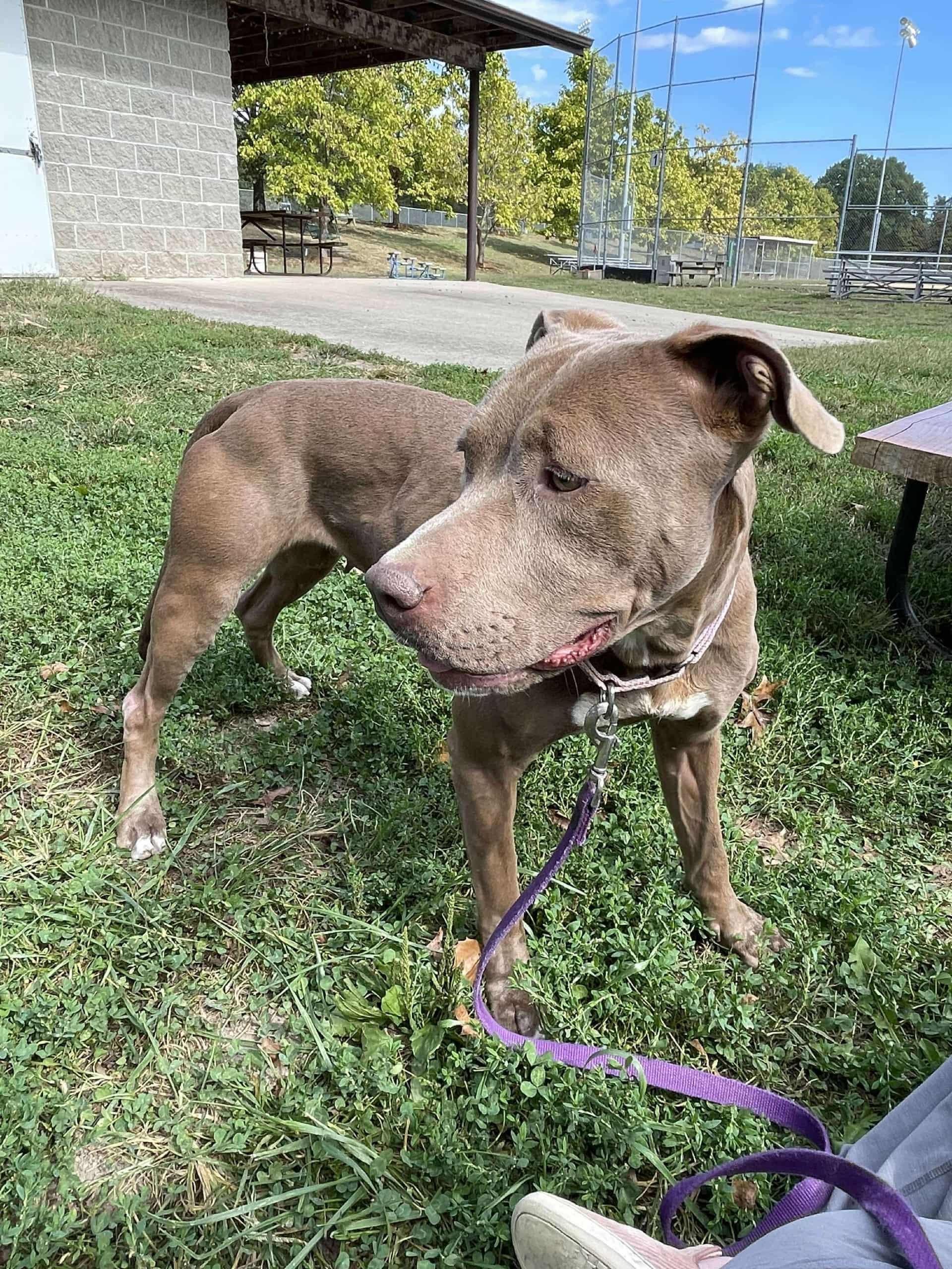 Purdy, a Adoptable mixed breed in Jefferson City, MO image 3/6