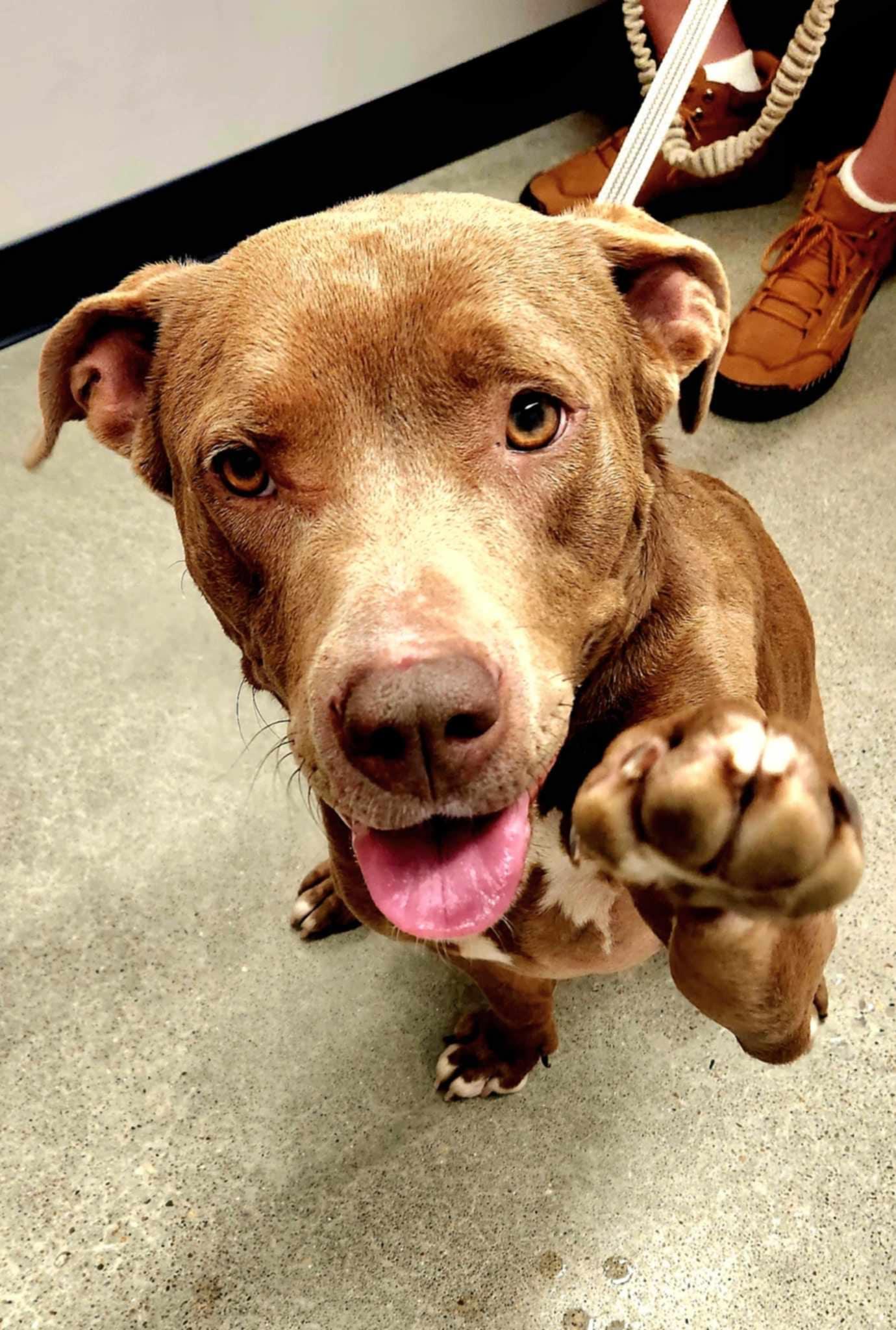 Purdy, a Adoptable mixed breed in Jefferson City, MO image 2/6