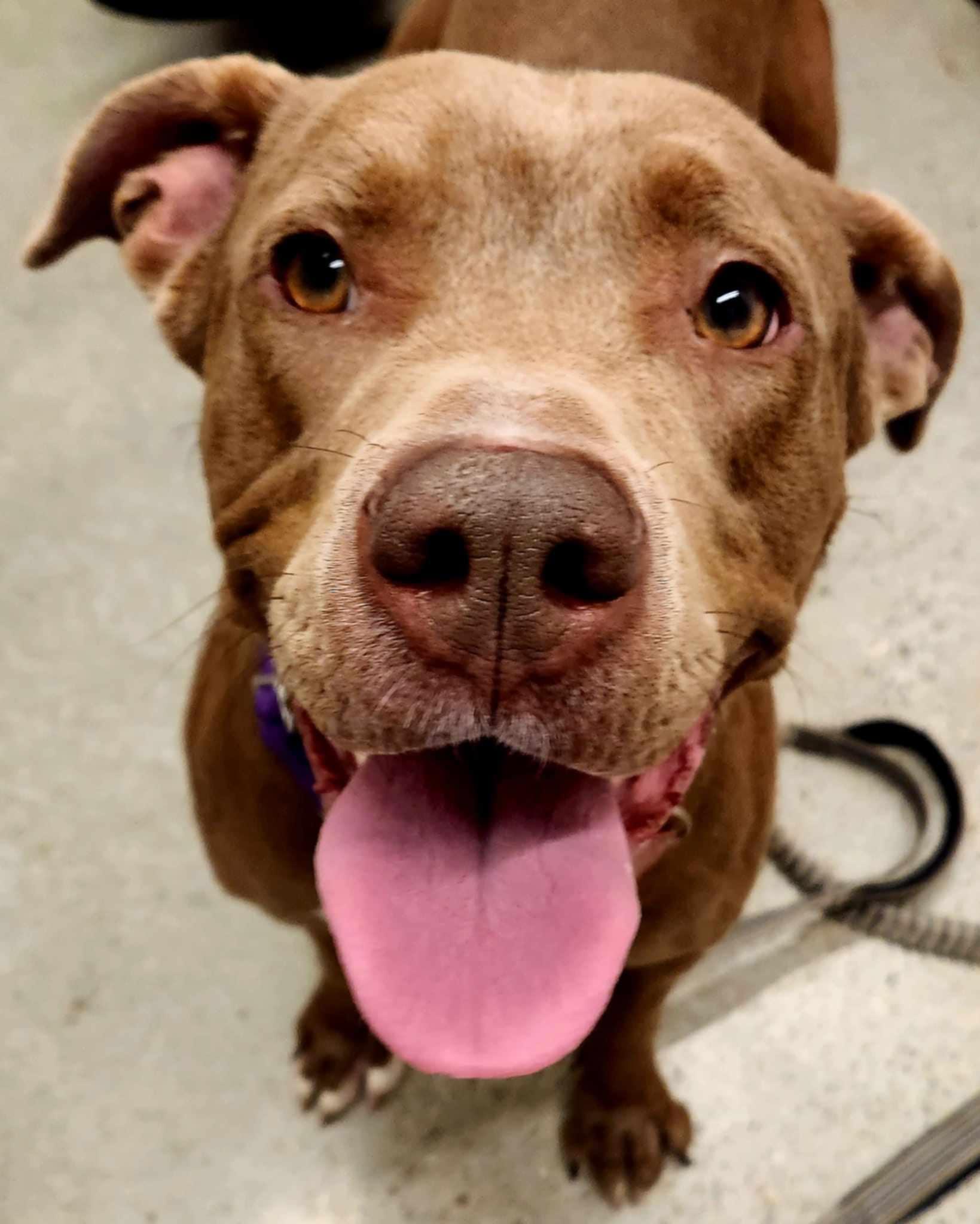 Purdy, a Adoptable mixed breed in Jefferson City, MO image 5/6