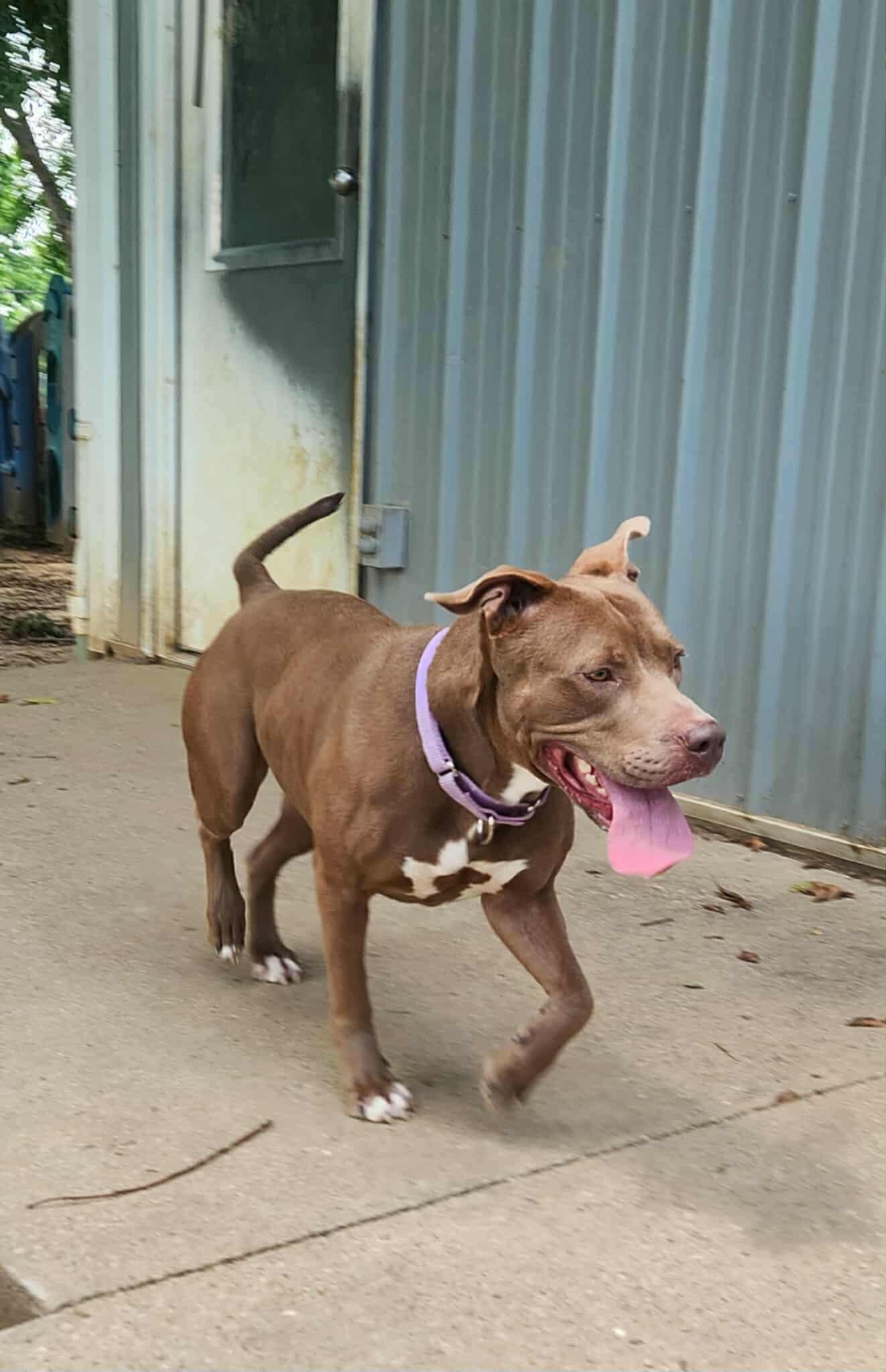 Purdy, a Adoptable mixed breed in Jefferson City, MO image 1/6