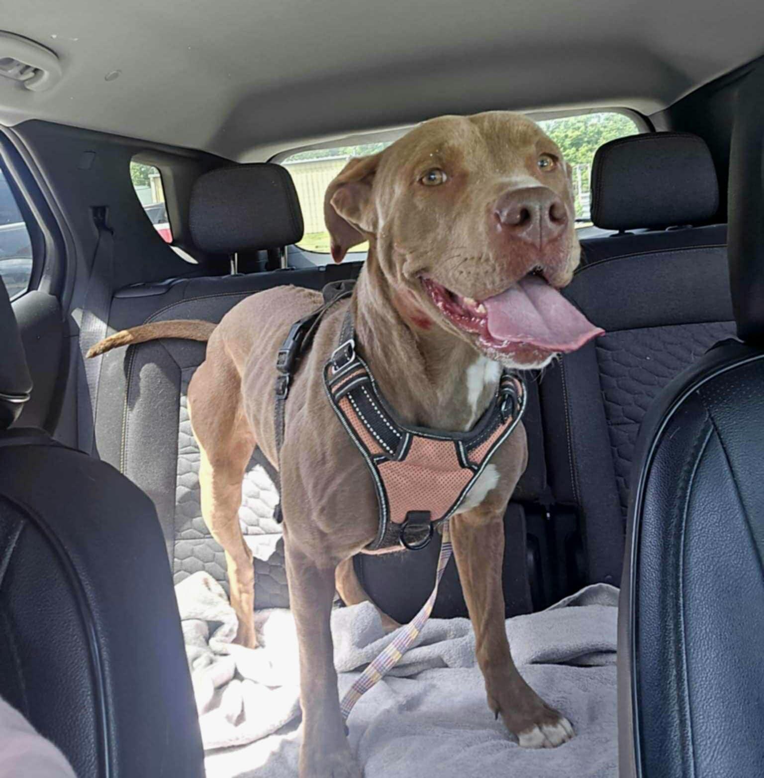 Purdy, a Adoptable mixed breed in Jefferson City, MO image 6/6