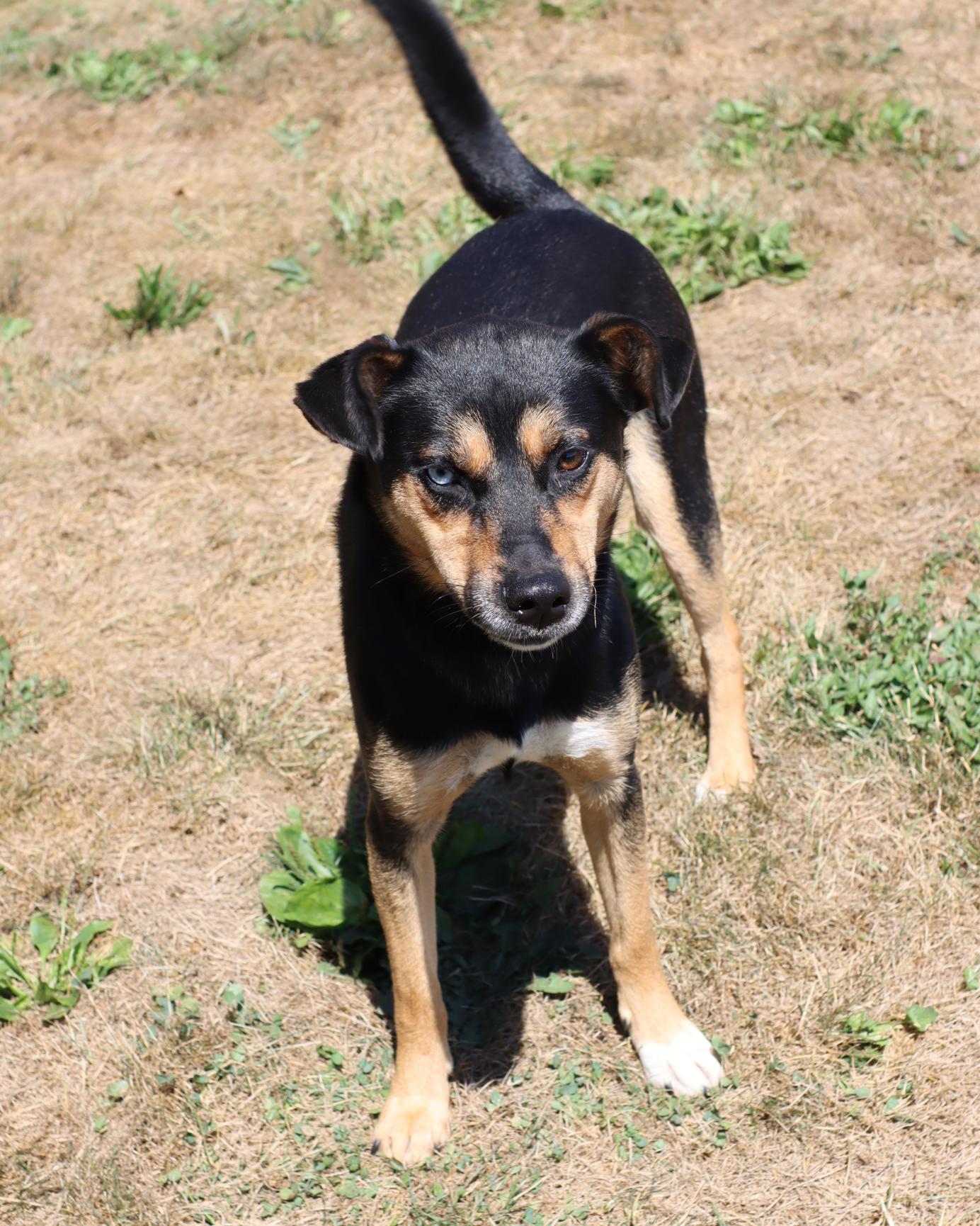 Enlarge Kuni, a Adoptable mixed breed in Lancaster, OH image 1/1
