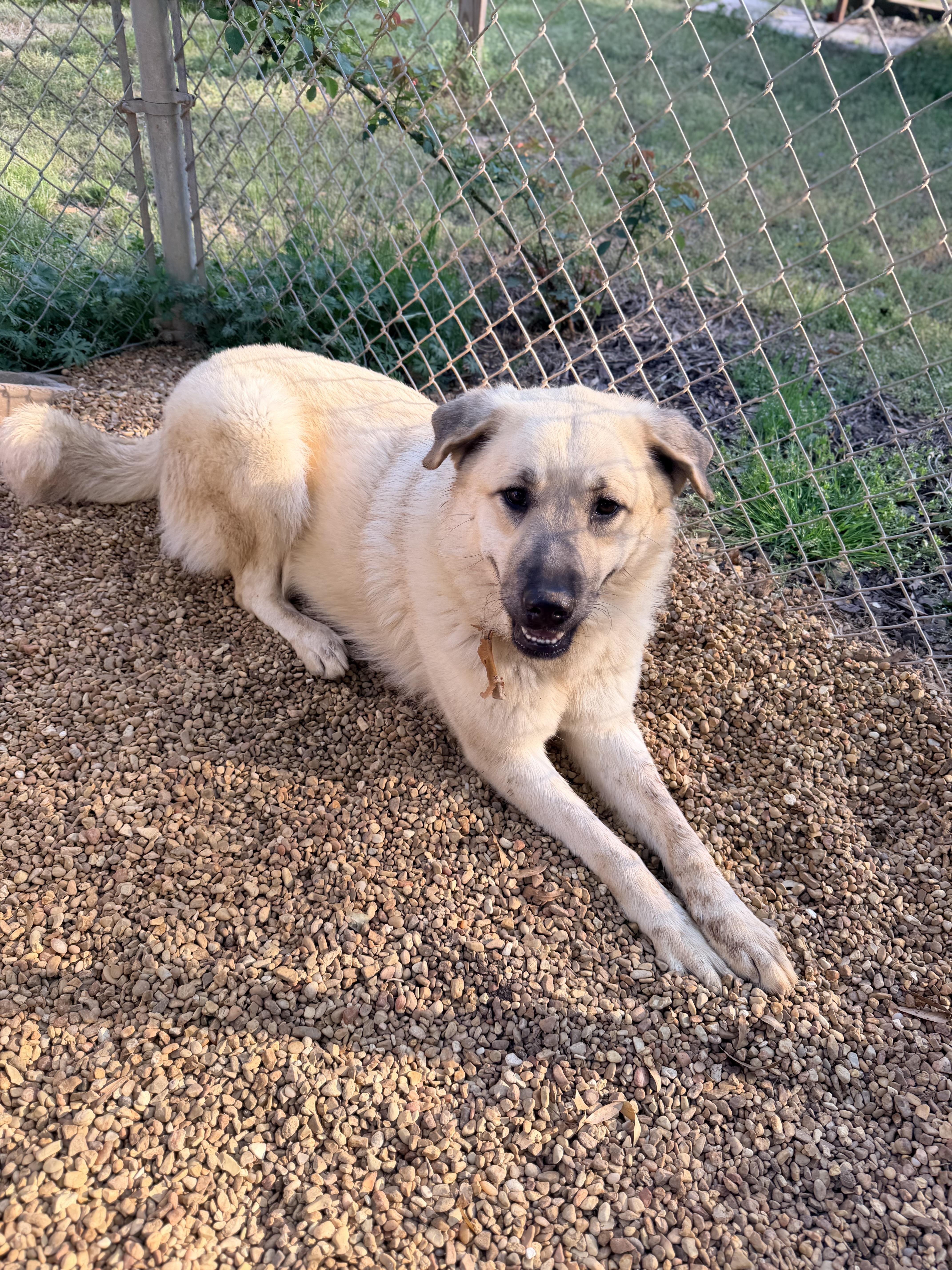 Enlarge MAXI, a Adoptable mixed breed in Fosters, AL image 5/5