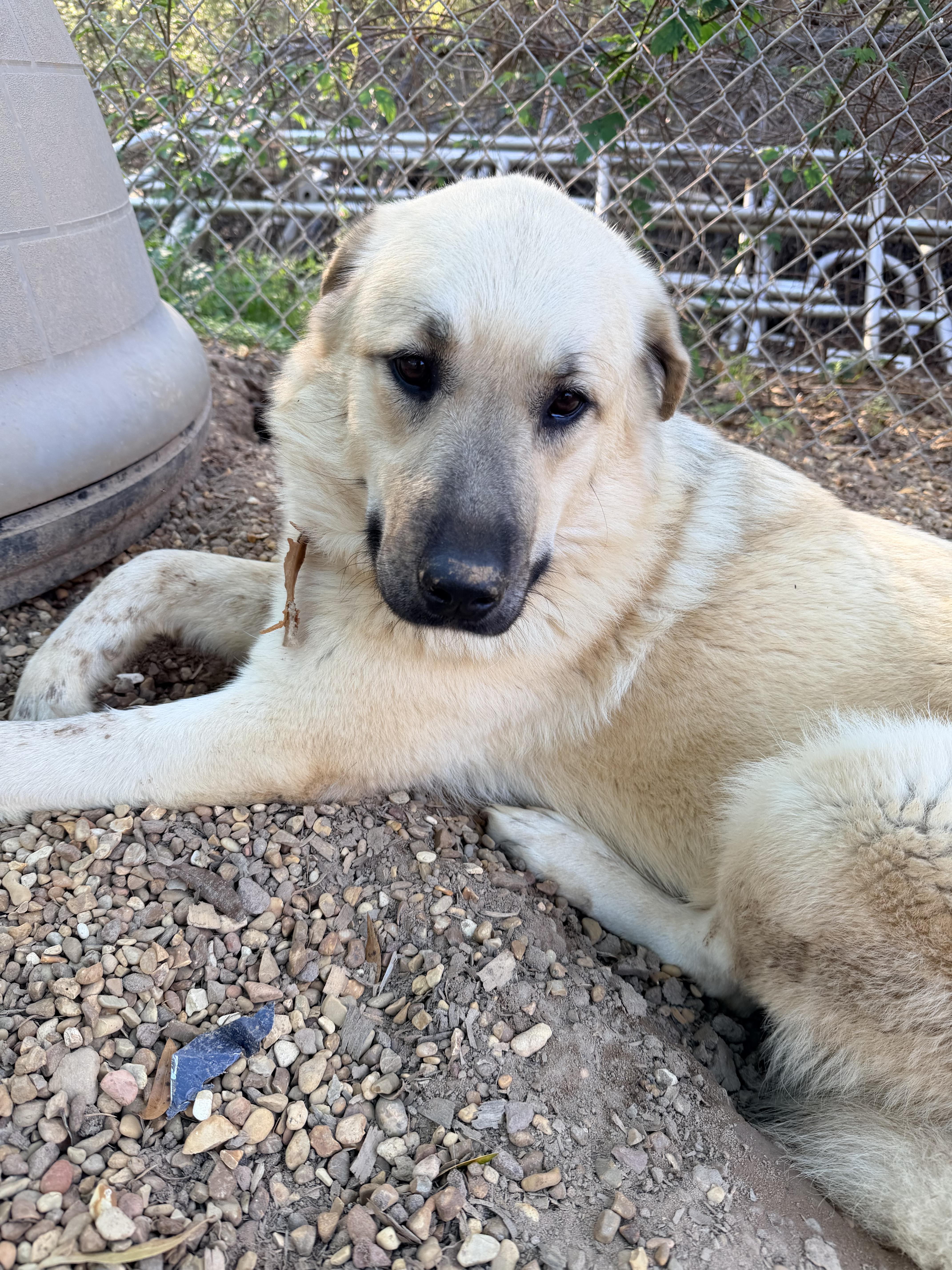 Enlarge MAXI, a Adoptable mixed breed in Fosters, AL image 3/5