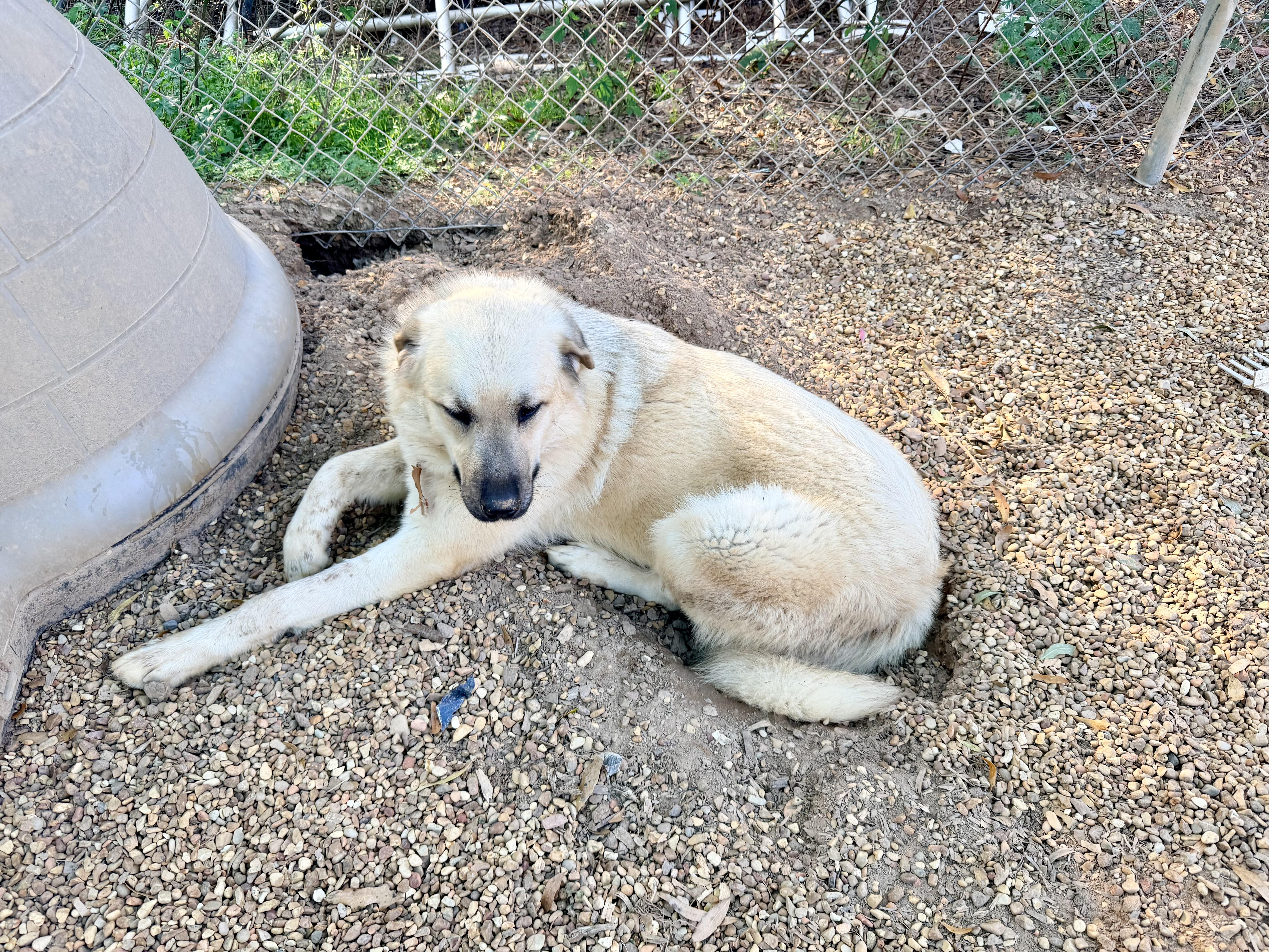 Enlarge MAXI, a Adoptable mixed breed in Fosters, AL image 2/5