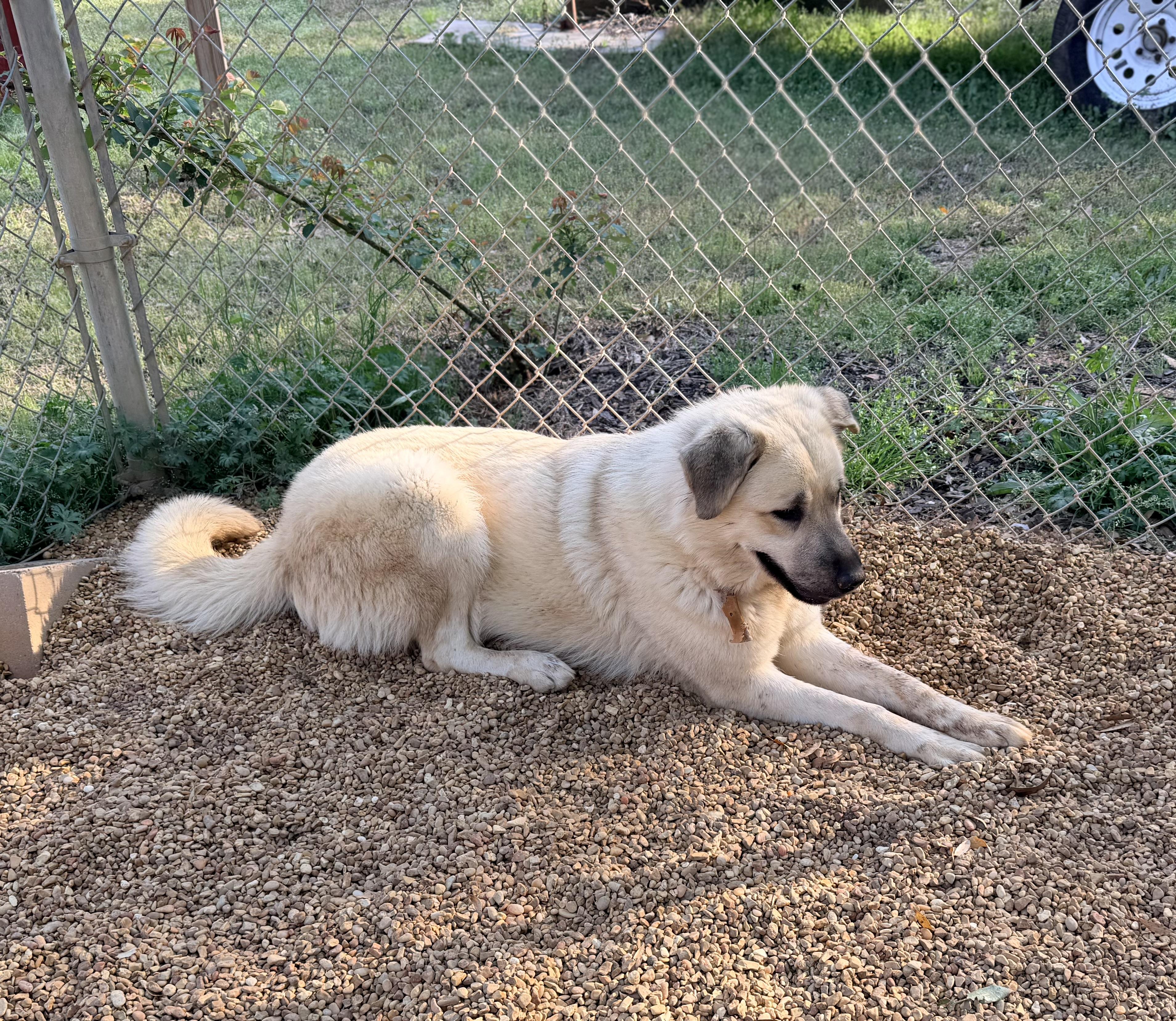 Enlarge MAXI, a Adoptable mixed breed in Fosters, AL image 4/5