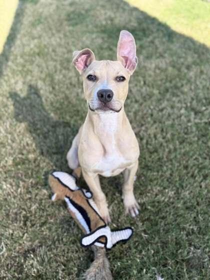 Marshal, Adoptable, Puppy Male Mixed Breed & Mixed Breed.