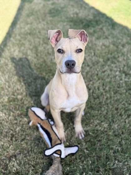 Marshal, Adoptable, Puppy Male Mixed Breed & Mixed Breed.