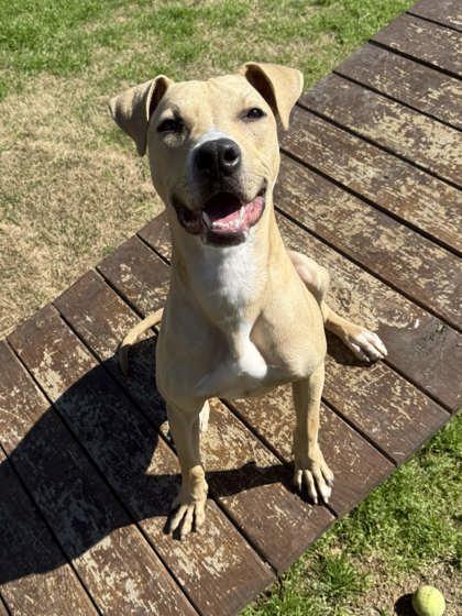 Enlarge Marshal, a Adoptable Mixed Breed in Memphis, TN image 1/3