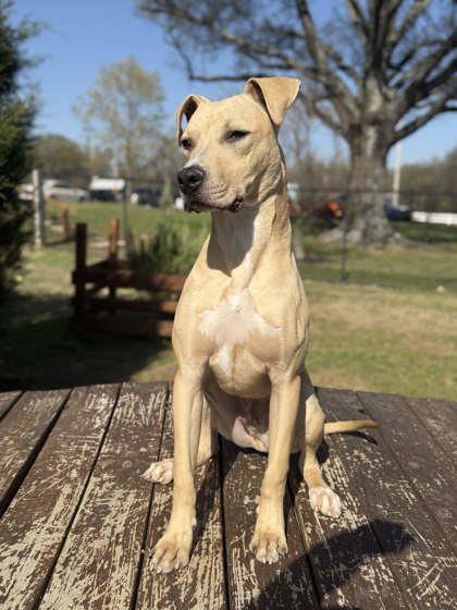 Enlarge Marshal, a Adoptable Mixed Breed in Memphis, TN image 1/3