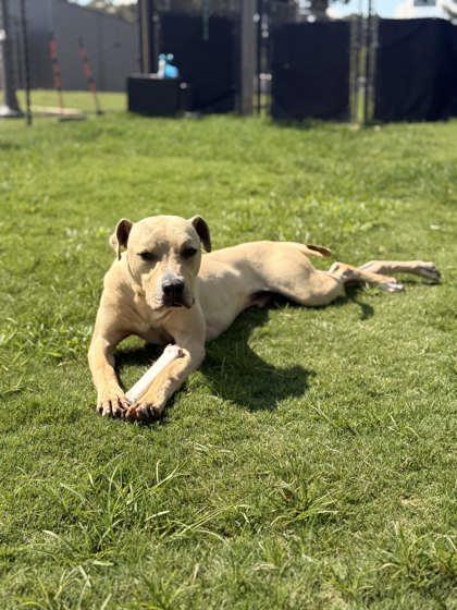 Stitch, a Adoptable Mixed Breed in Memphis, TN image 2/3