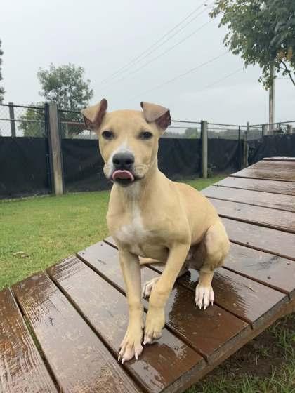 Enlarge Marshal, a Adoptable Mixed Breed in Memphis, TN image 2/3