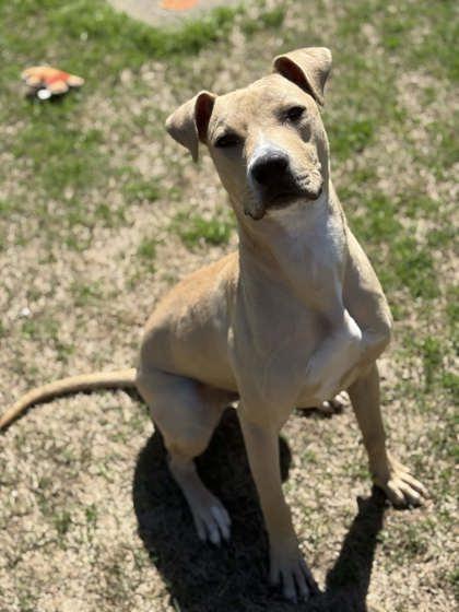 Enlarge Marshal, a Adoptable Mixed Breed in Memphis, TN image 3/3