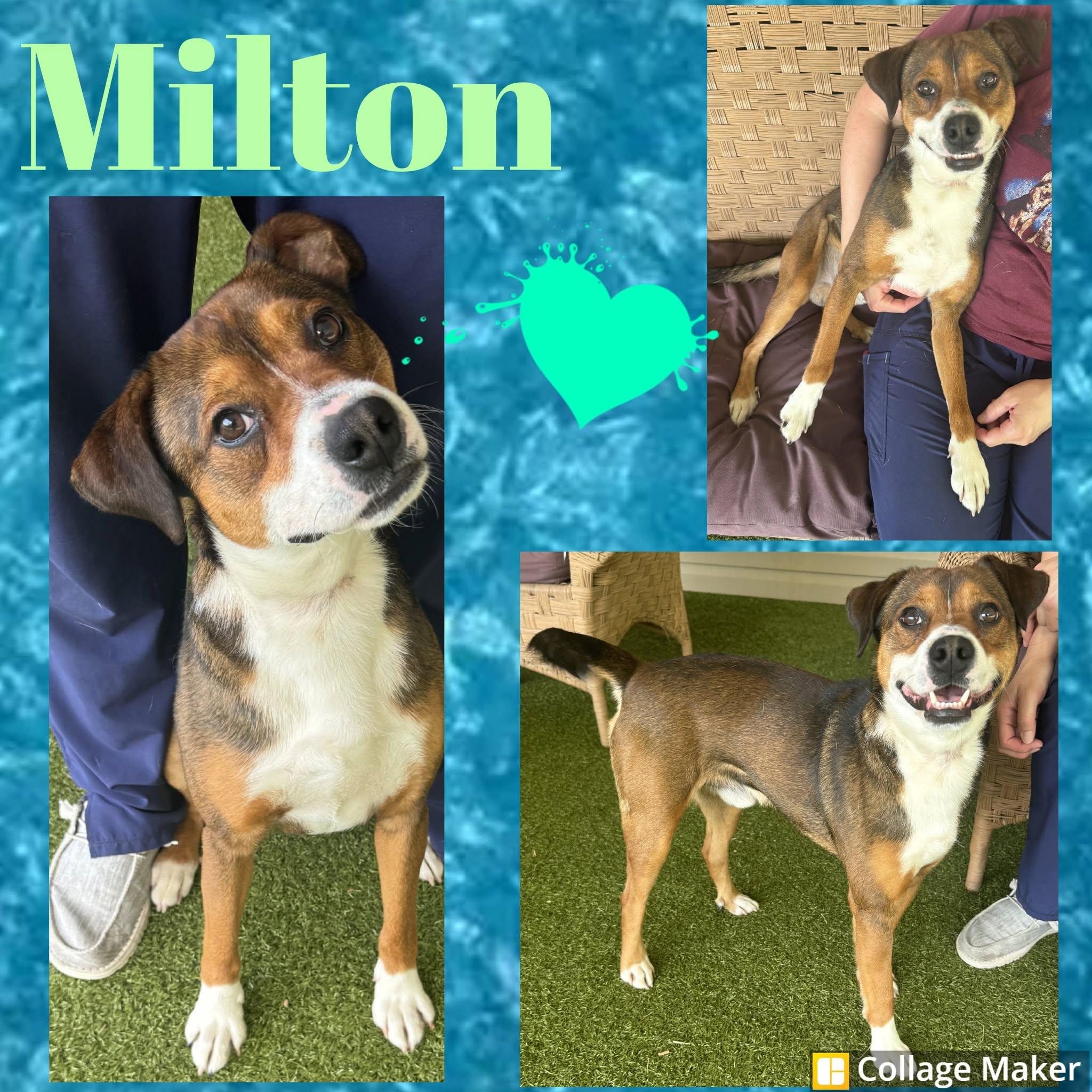 Milton, ADOPTABLE, Adult Male Border Collie & Shepherd.