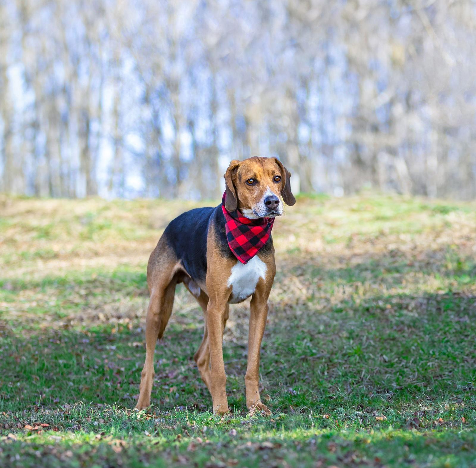 Bear, Adoptable, Young Male Hound.