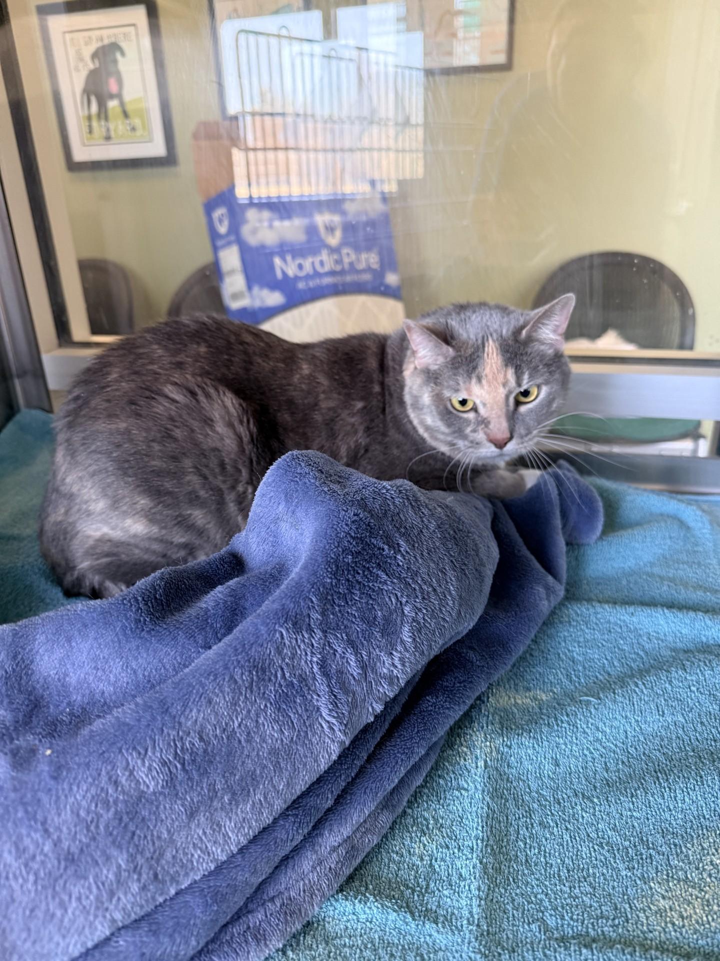 Layla, ADOPTABLE, Adult Female Domestic Short Hair.