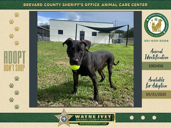 Enlarge Fisher, a Adoptable mixed breed in Melbourne, FL image 1/6