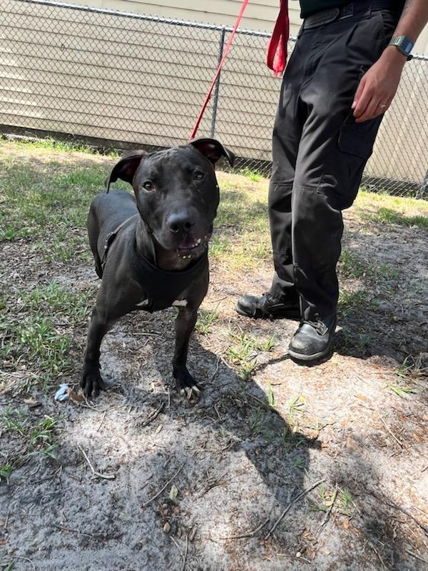 Enlarge Fisher, a Adoptable mixed breed in Melbourne, FL image 4/6