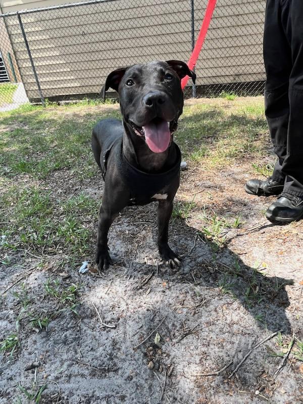 Enlarge Fisher, a Adoptable mixed breed in Melbourne, FL image 5/6