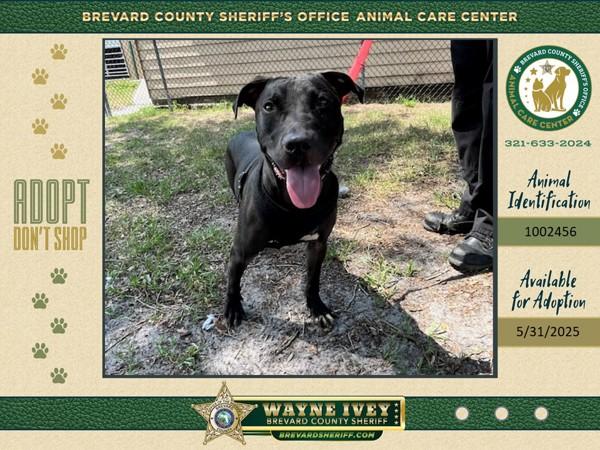 Enlarge Fisher, a Adoptable mixed breed in Melbourne, FL image 6/6