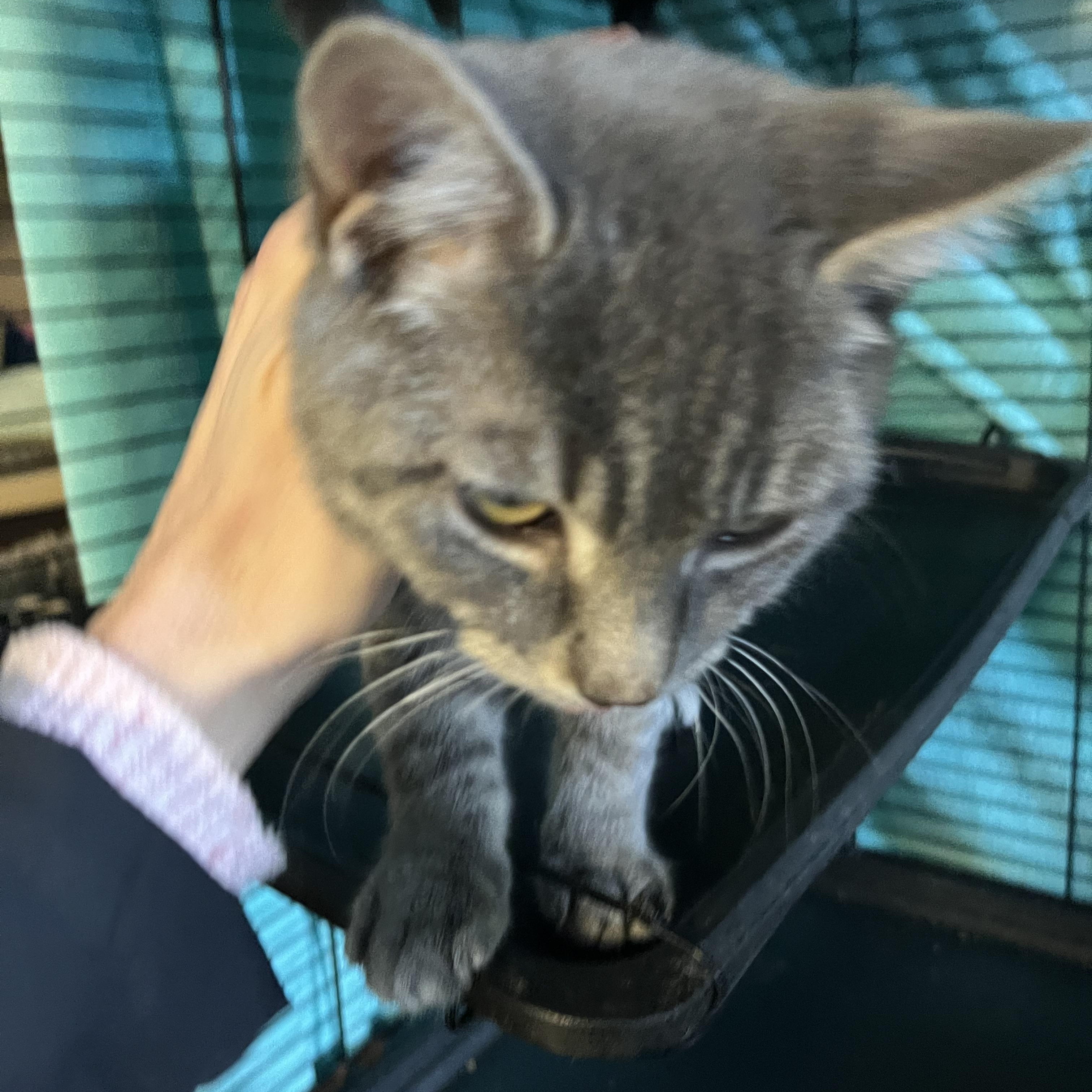 Enlarge Chase & Rex (siblings), a Adoptable Domestic Short Hair in Cortland, NY image 3/3