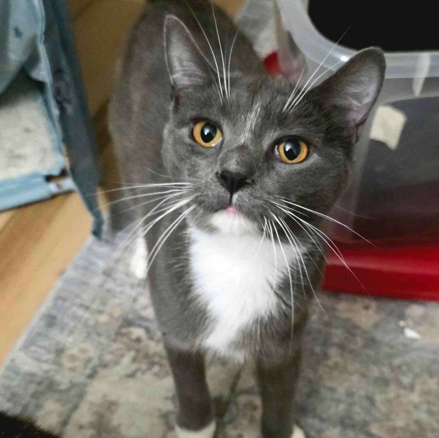 Chase , Adoptable, Kitten Female Domestic Short Hair.