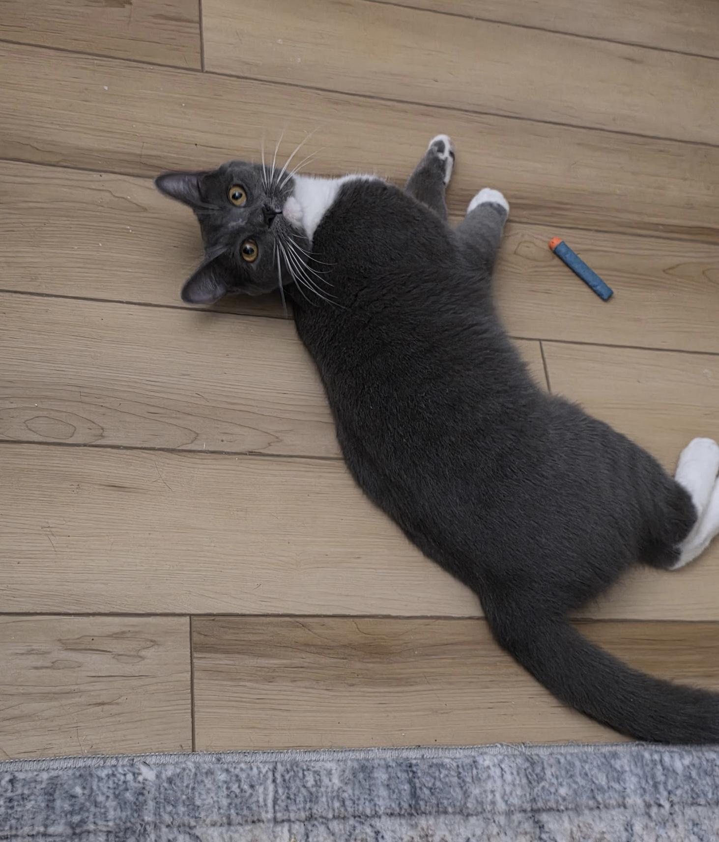 Enlarge Chase , a Adoptable Domestic Short Hair in Cortland, NY image 5/5