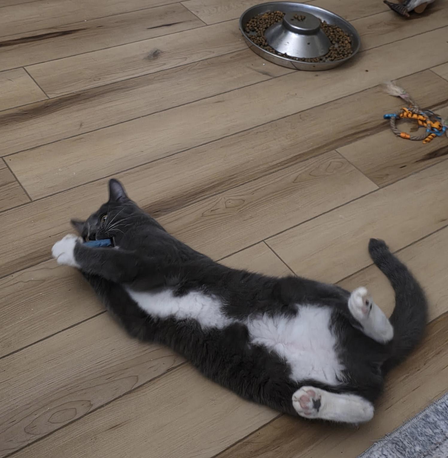 Enlarge Chase , a Adoptable Domestic Short Hair in Cortland, NY image 4/5