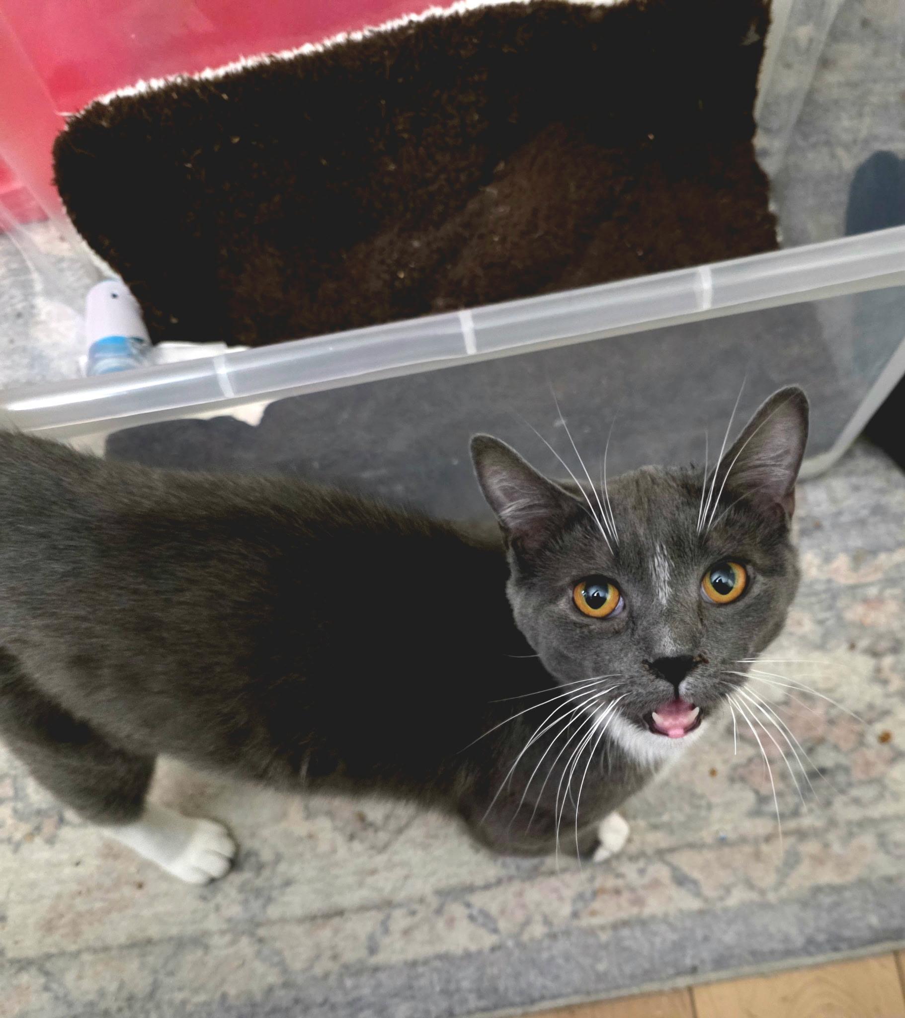 Enlarge Chase , a Adoptable Domestic Short Hair in Cortland, NY image 2/3