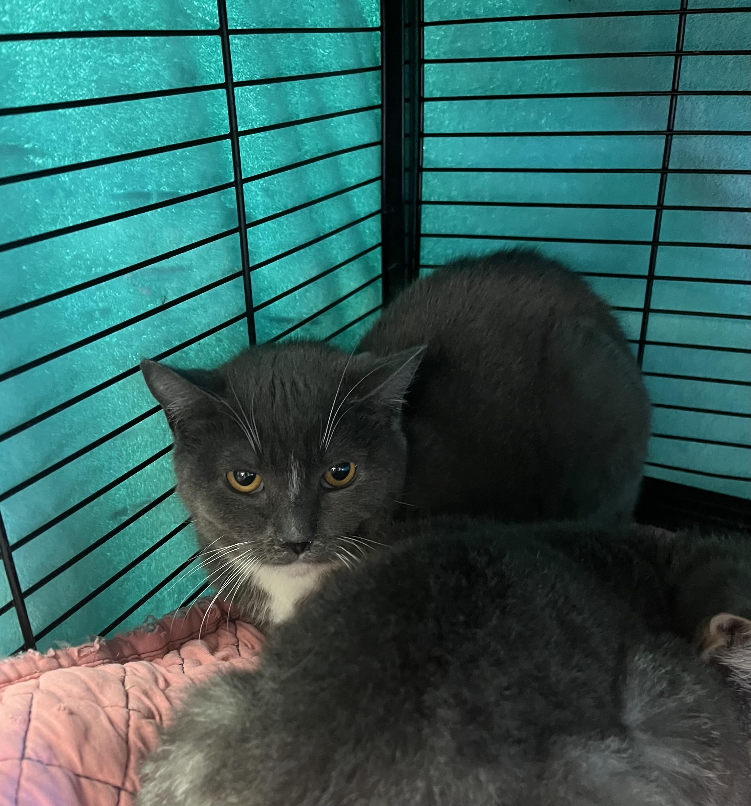 Enlarge Chase , a Adoptable Domestic Short Hair in Cortland, NY image 3/3