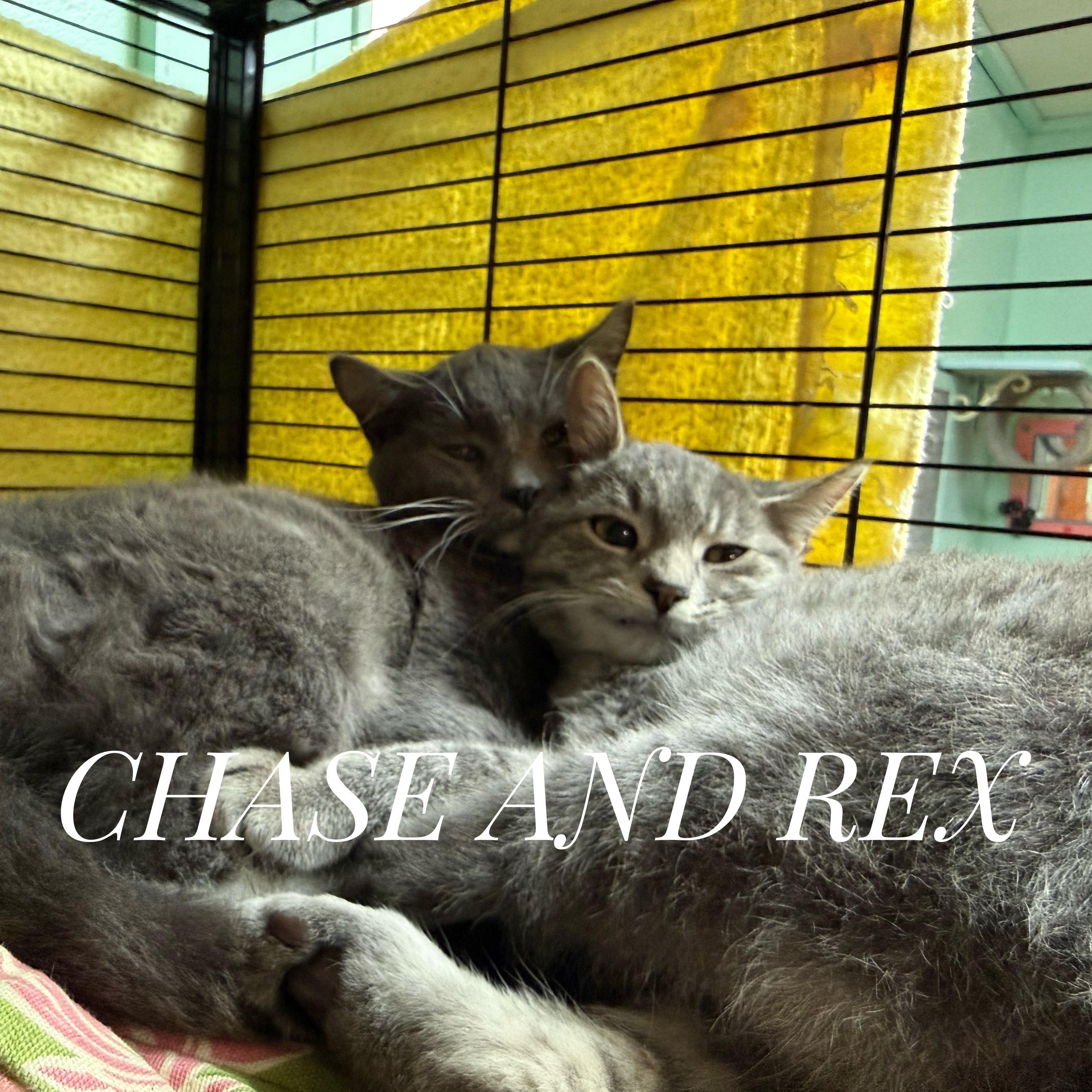 Chase & Rex (siblings), Adoptable, Kitten Male Domestic Short Hair.