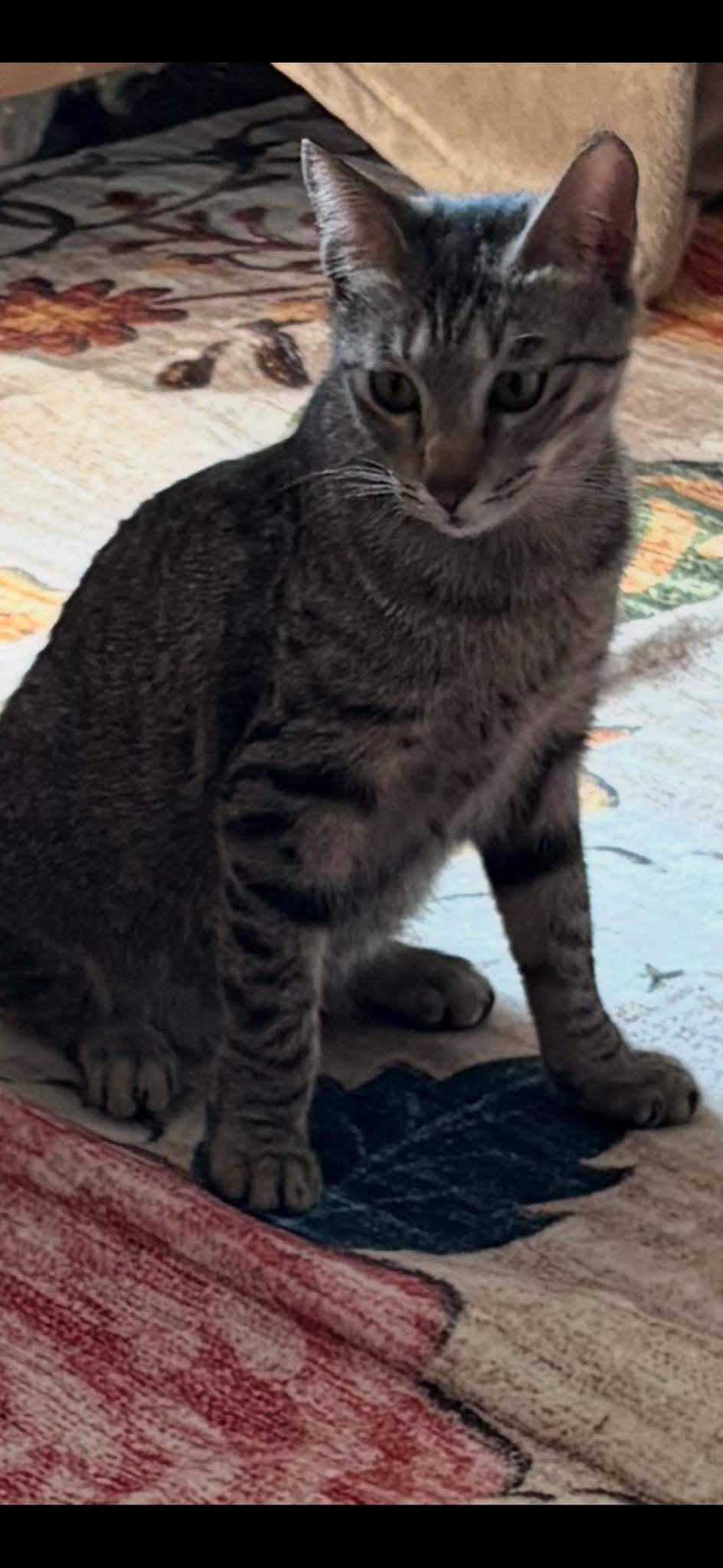 Enlarge Jack, a ADOPTABLE Egyptian Mau in Woodbury, NJ image 1/1