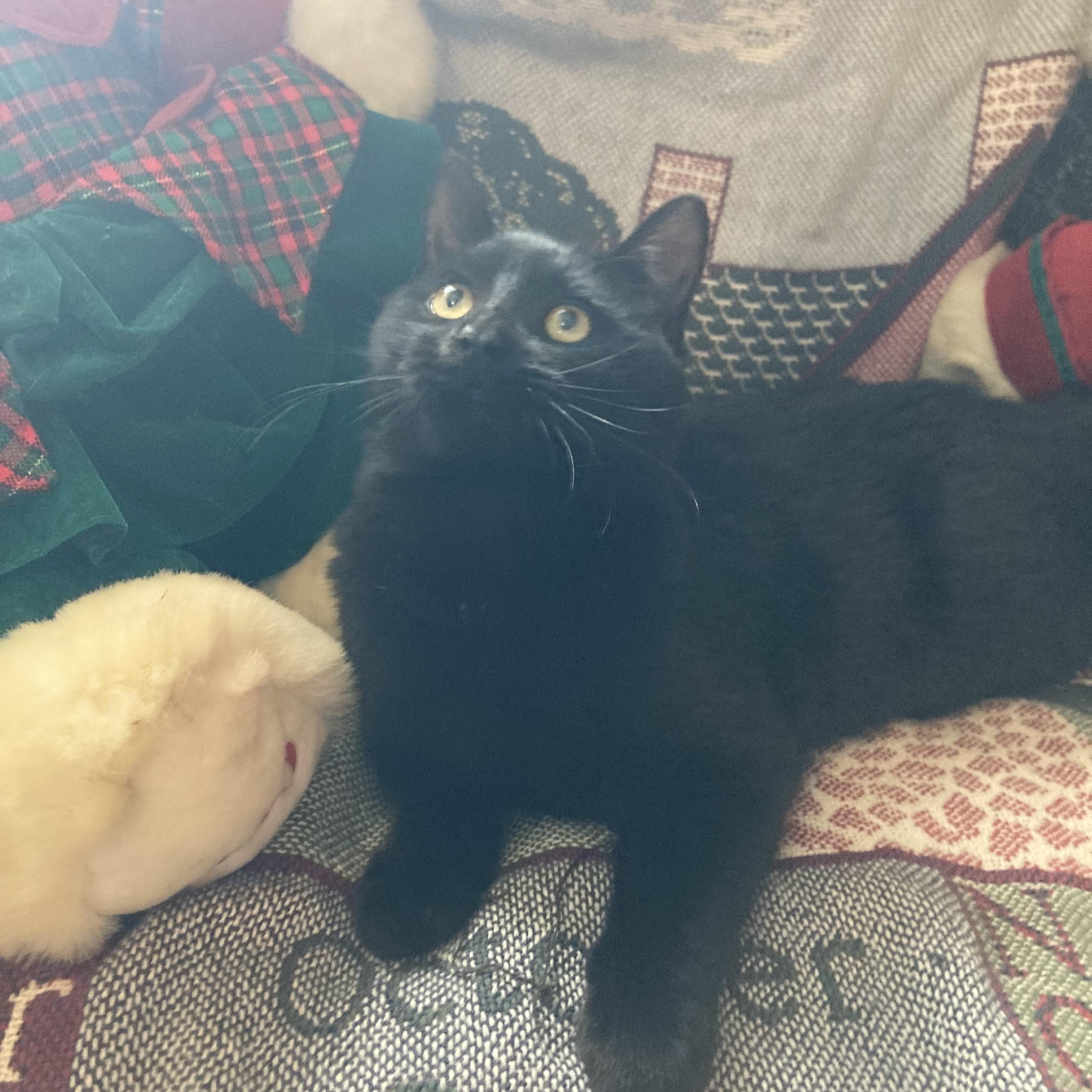 Asher, a ADOPTABLE Domestic Medium Hair in Hartville, OH image 4/4