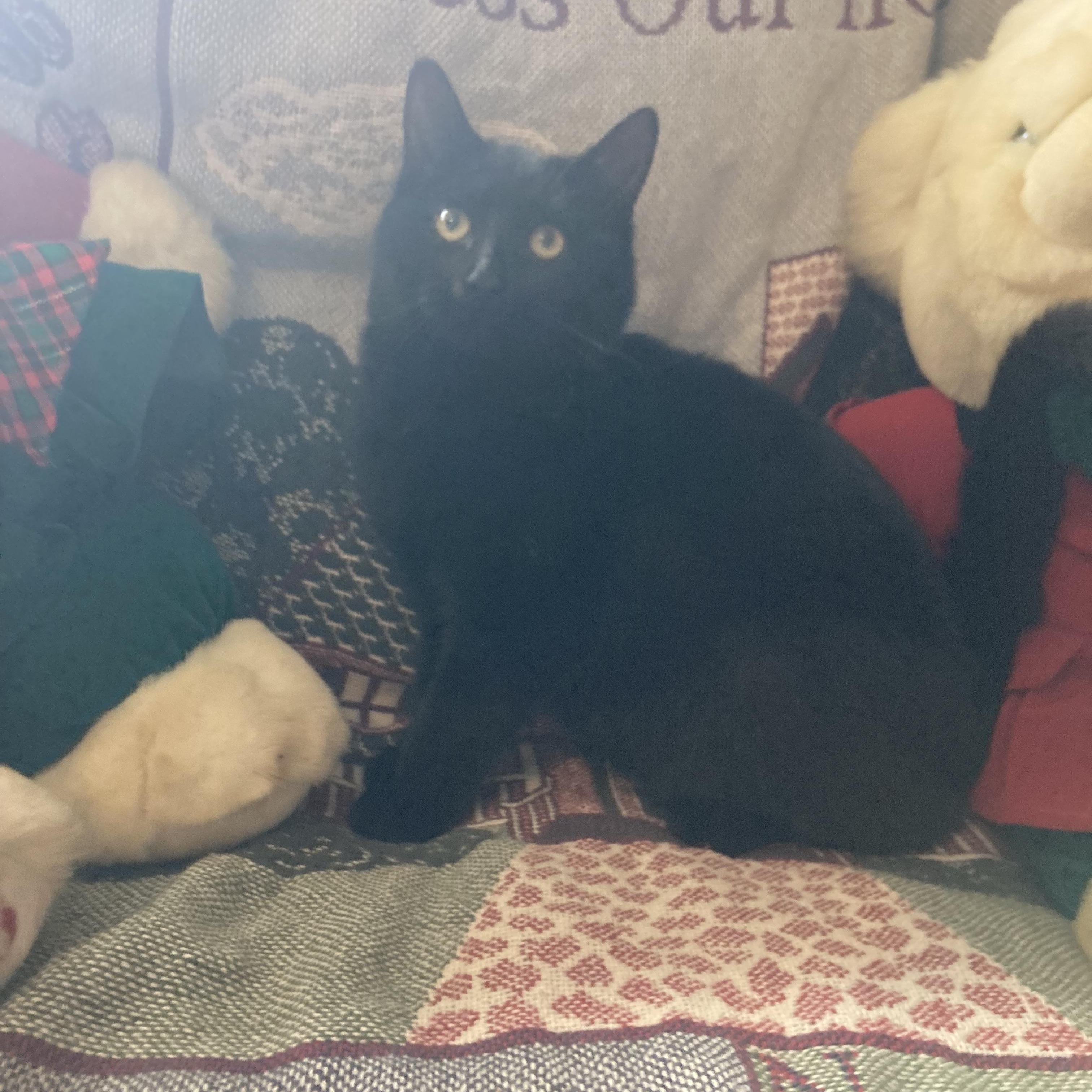 Asher, a ADOPTABLE Domestic Medium Hair in Hartville, OH image 2/4