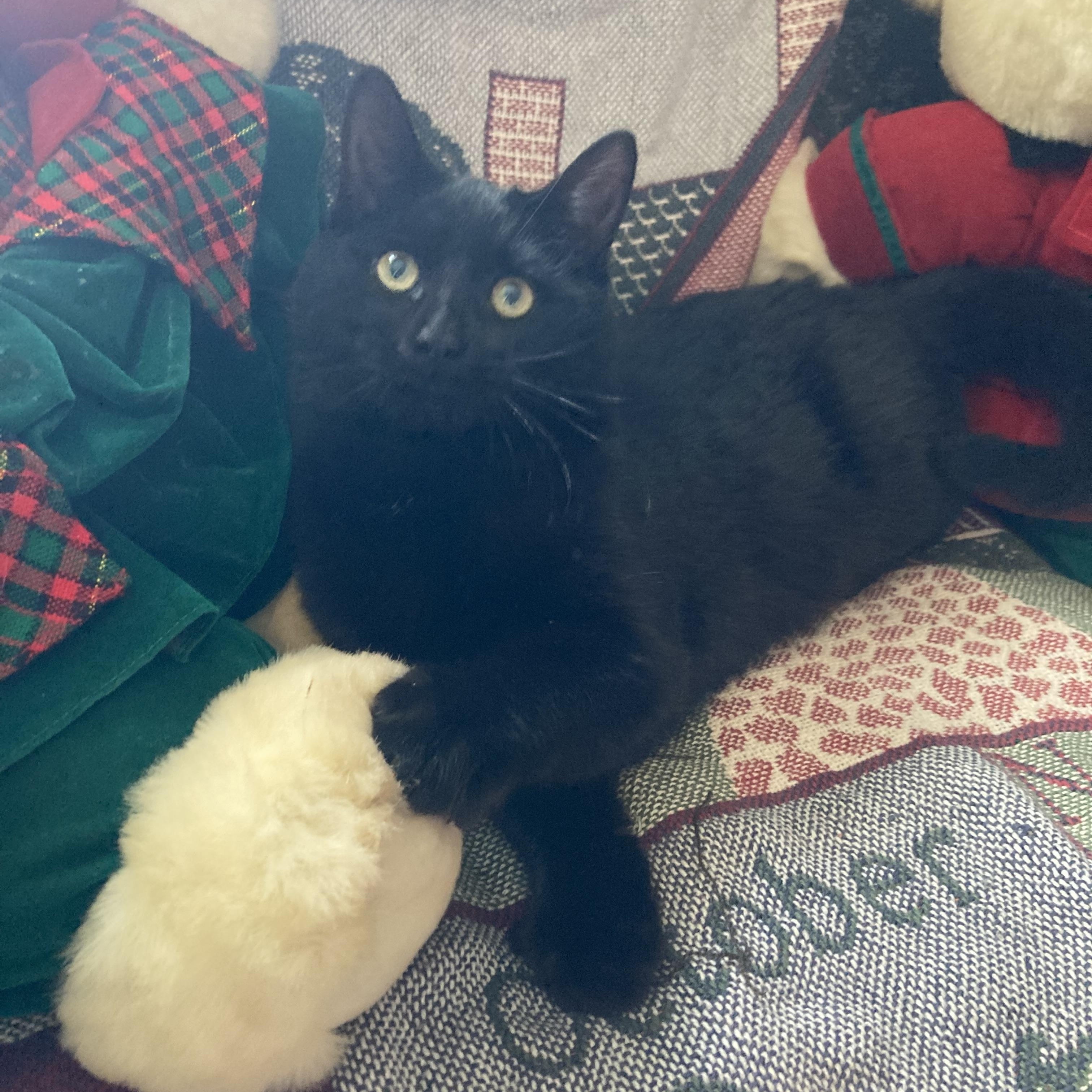 Asher, a ADOPTABLE Domestic Medium Hair in Hartville, OH image 1/4