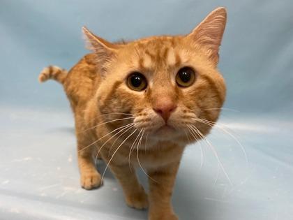 Buttercup, Adoptable, Adult Male Domestic Short Hair & Domestic Short Hair.