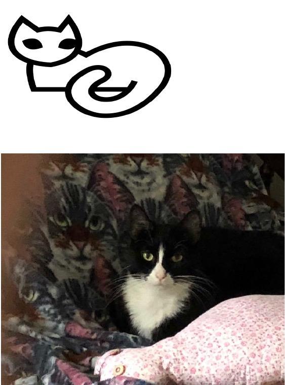 Miss Cookie, an adopted Domestic Short Hair Mix in Cincinnati, OH_image-1